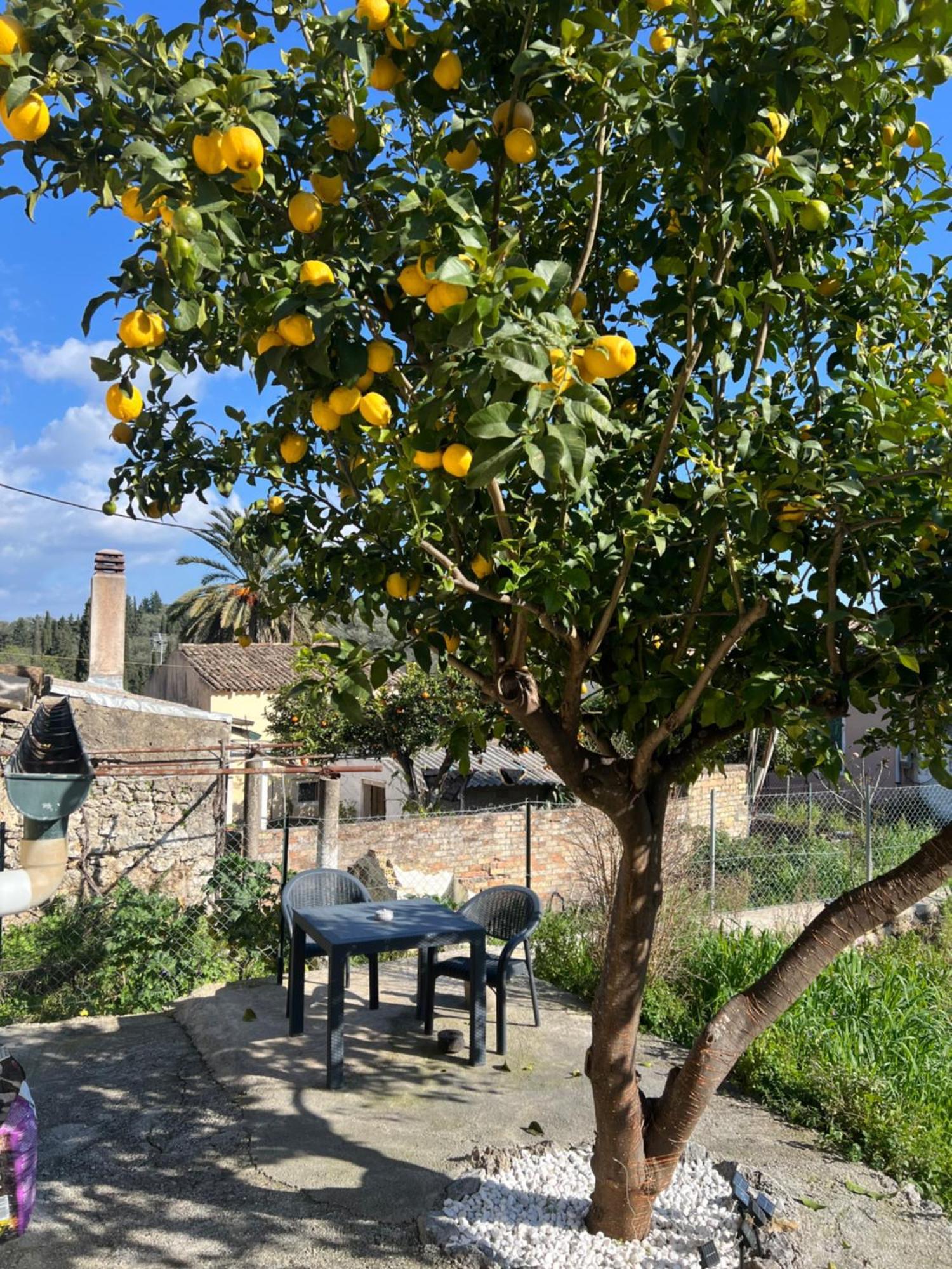 Holiday home The Lemon Garden Doukades