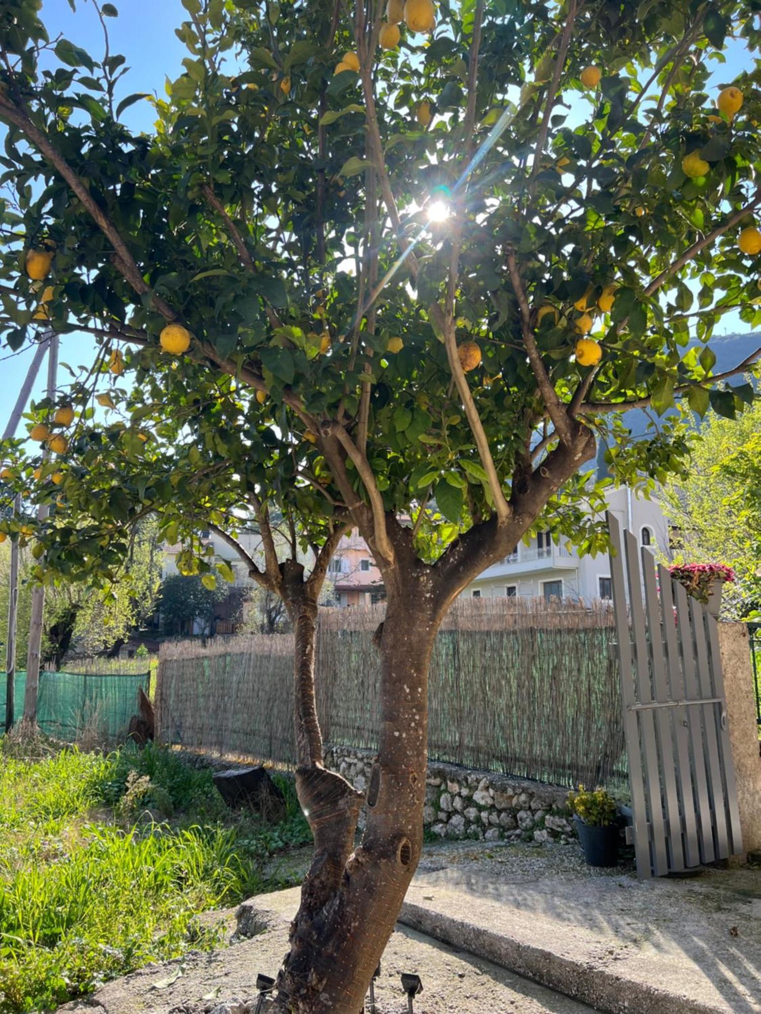 The Lemon Garden Holiday home Doukades